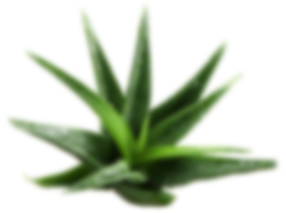 cosmetics-aloe-layer-1.png